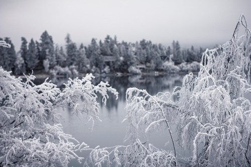 A serene winter landscape with frosted trees reflecting in a calm lake under a gray sky.