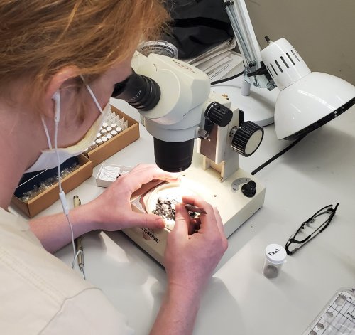 A person examines small specimens under a microscope at a workbench, wearing a mask and headphones.