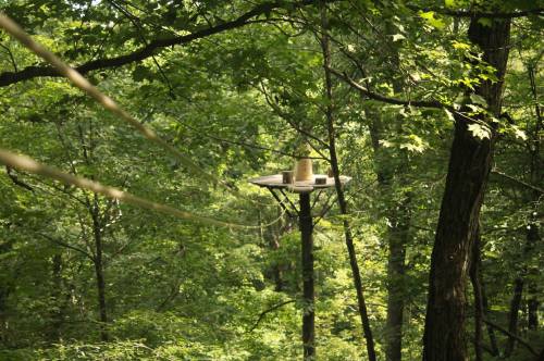 A zip line platform nestled among lush green trees in a forested area.