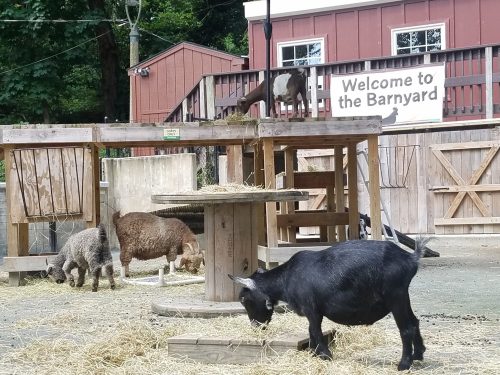 A black goat grazes on hay in a barnyard with sheep and a sign that says "Welcome to the Barnyard" in the background.