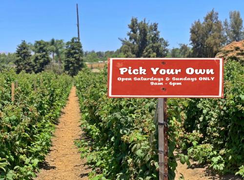 Sign in a berry field reads "Pick Your Own" with hours: Saturdays & Sundays, 9am - 6pm. Lush greenery in the background.