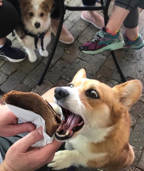 A corgi excitedly lunges for a treat while a small dog watches nearby.
