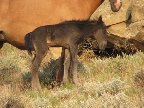 A black foal stands beside a brown horse, surrounded by rocky terrain and sparse vegetation.