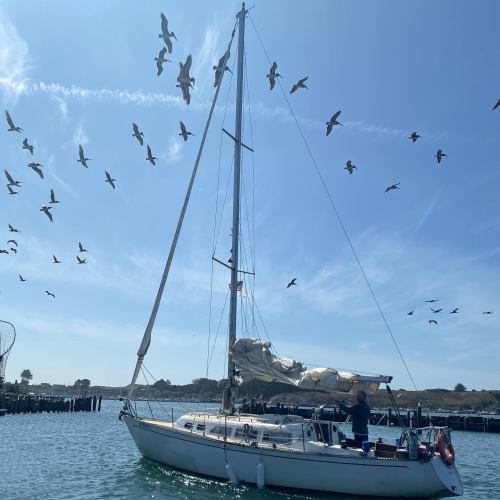 A sailboat on calm water with a person aboard, surrounded by a flock of birds flying overhead.