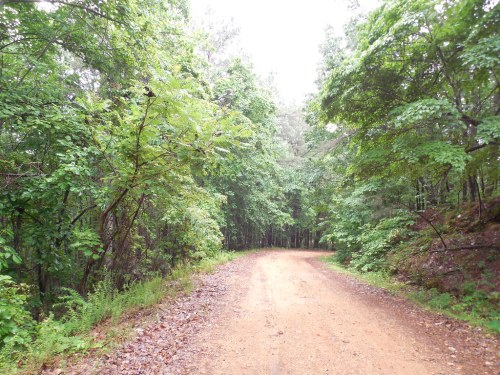 A winding dirt road surrounded by lush green trees and foliage, creating a serene forest atmosphere.