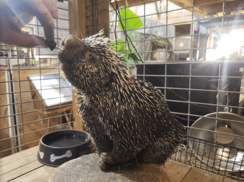 A porcupine sitting on a log, reaching for food offered by a hand in a cozy indoor setting.