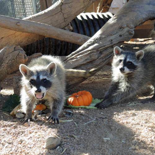 Two raccoons play near a pumpkin and vegetables, surrounded by natural wood and sandy ground.
