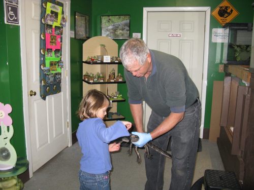 A man in gloves shows a child an alligator in a green room filled with nature displays.