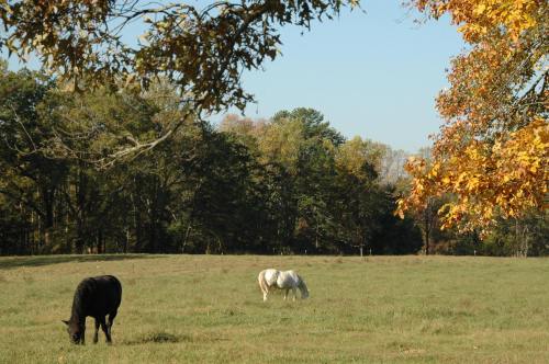 Two horses, one black and one white, graze in a grassy field surrounded by trees with autumn foliage.