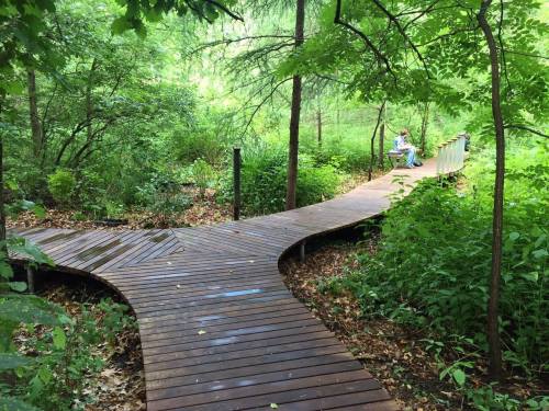 A wooden pathway splits in two through a lush green forest, with a person sitting on a bench in the background.