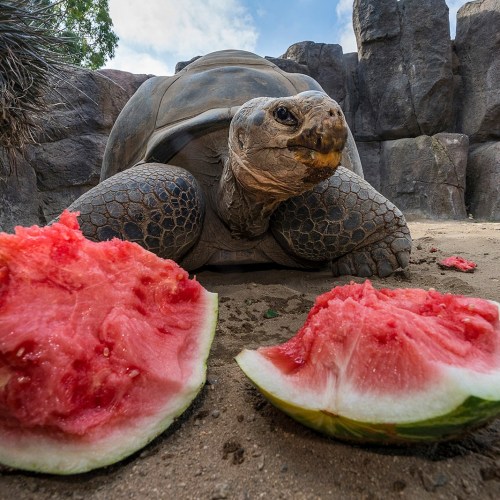 A tortoise sits on sand near two slices of watermelon, surrounded by rocks and greenery.
