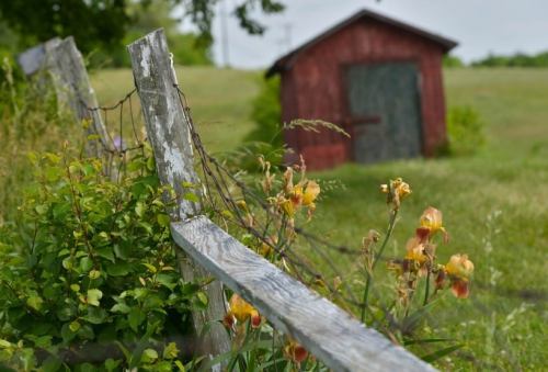 A rustic wooden fence with flowers in the foreground, leading to a red shed in a grassy field under a cloudy sky.