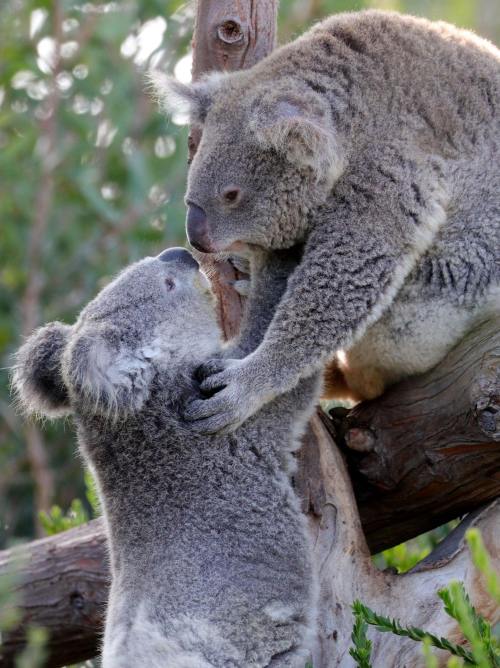 Two koalas interact on a tree branch, one reaching up to the other in a playful pose.