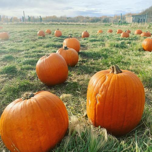 A pumpkin patch with numerous bright orange pumpkins scattered across a grassy field under a clear sky.
