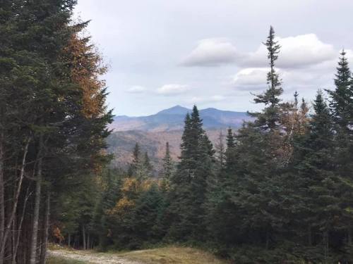 A scenic view of mountains in the distance, framed by tall evergreen trees and autumn foliage.