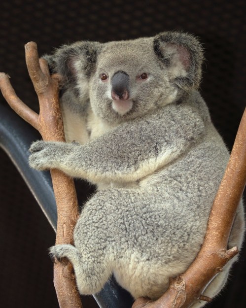 A koala clings to a tree branch, showcasing its fluffy gray fur and large ears.