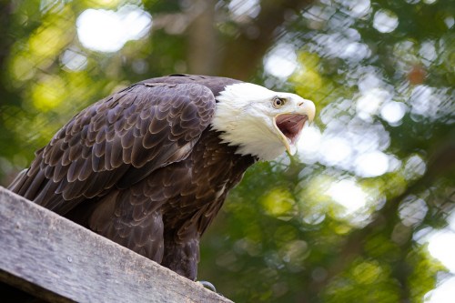 A bald eagle perched on a wooden ledge, with its beak open, surrounded by blurred green foliage.