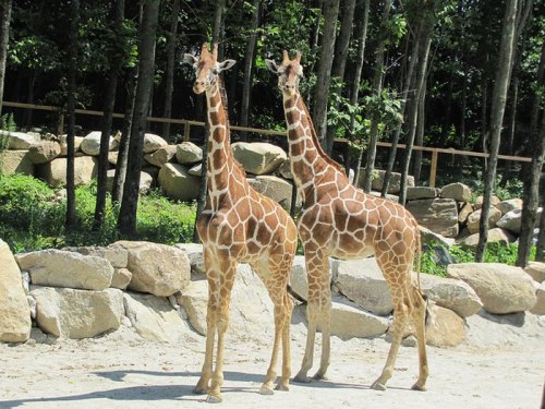 Two giraffes stand side by side in a natural setting, surrounded by trees and rocks.