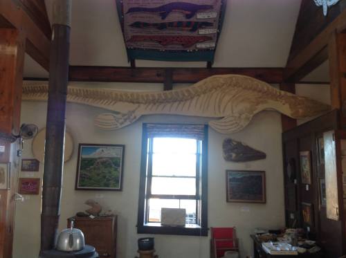 A large fish skeleton mounted on a wall in a cozy room filled with artwork and wooden decor.