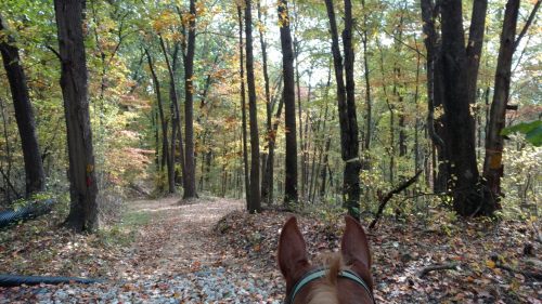 View from a horse's back, looking down a forest trail surrounded by autumn foliage and tall trees.