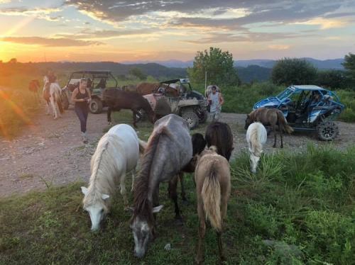 A group of horses grazes near off-road vehicles at sunset, with people walking in the background.