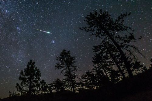 A starry night sky with a bright meteor streaking above silhouetted trees.