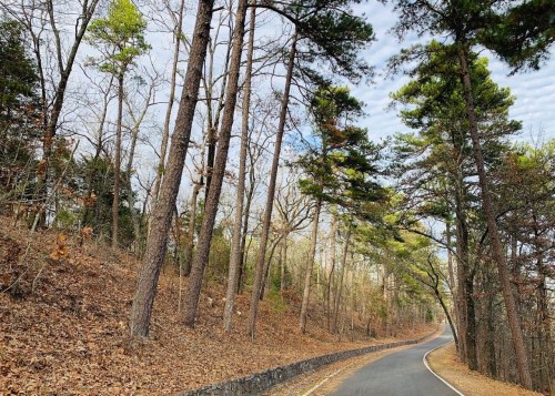 A winding road surrounded by tall trees and fallen leaves, under a partly cloudy sky.