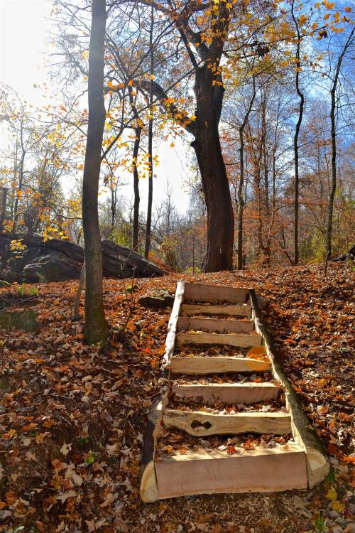 A wooden staircase leads through a forest of autumn leaves, with sunlight filtering through the trees.