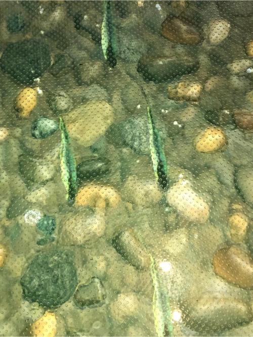 Underwater view of pebbles with small fish swimming above them, creating a serene aquatic scene.