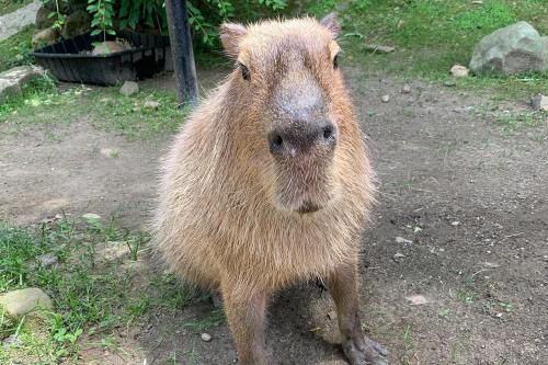 A close-up of a capybara sitting on the ground, surrounded by grass and rocks.
