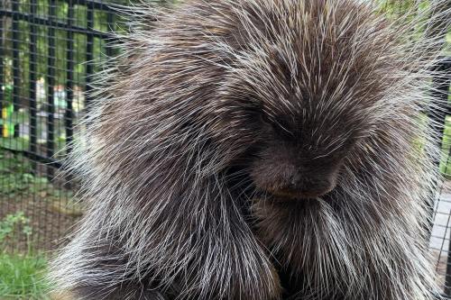 A close-up of a porcupine with long, spiky quills, resting in a natural setting near a fence.