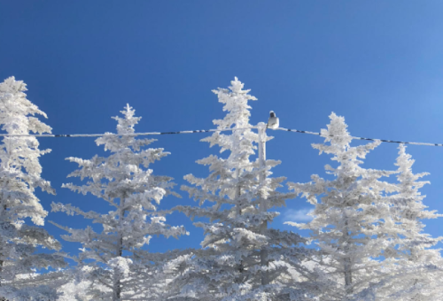 A snowy landscape with frosted trees under a clear blue sky, featuring a bird perched on a wire.