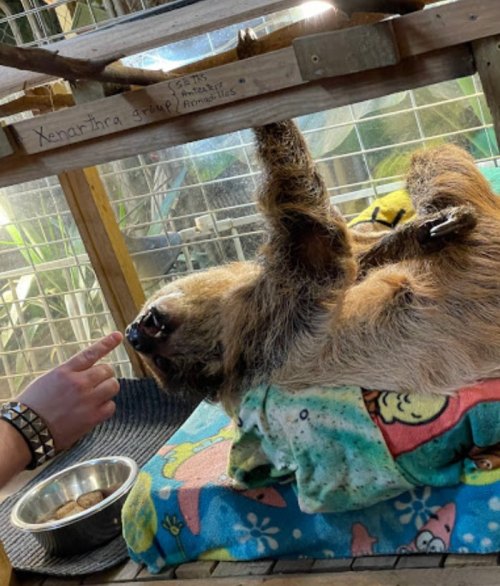 A sloth hangs upside down in a cozy enclosure, reaching toward a person's finger with a bowl of food nearby.