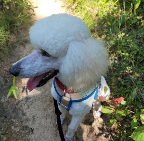 A white poodle with a fluffy coat stands on a trail surrounded by greenery, wearing a harness and looking to the side.