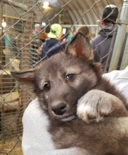 A close-up of a fluffy gray puppy being held, with people in the background and a chain-link fence.