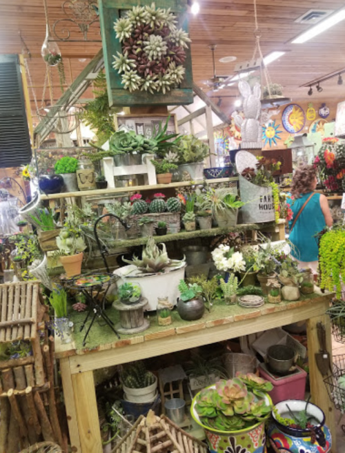 A display of various potted succulents and plants on wooden shelves in a vibrant garden shop.