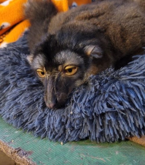 A close-up of a small, furry animal with large yellow eyes resting on a soft, blue, fluffy bed.