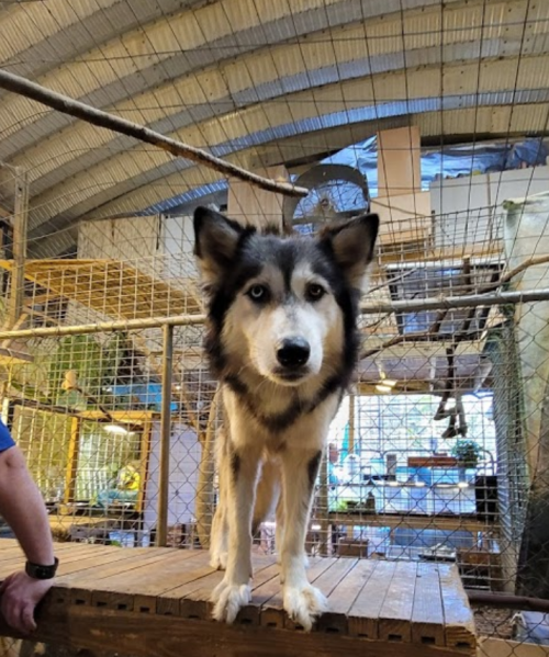A large, fluffy dog with striking blue eyes stands on a wooden platform inside a spacious animal enclosure.