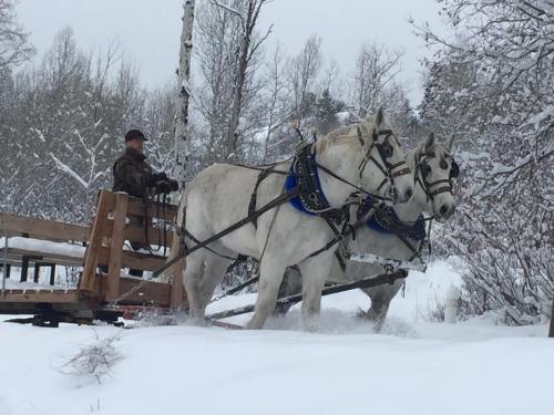 A man drives a sled pulled by two white horses through a snowy landscape with trees in the background.