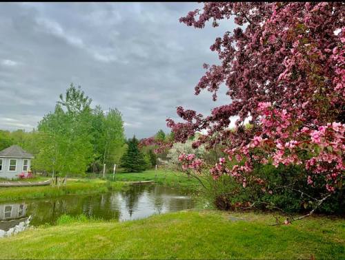 A serene landscape featuring a pond, lush greenery, and blooming pink flowers under a cloudy sky.