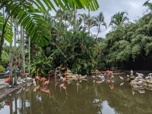 A serene pond surrounded by lush greenery, featuring flamingos and other birds wading in the water.