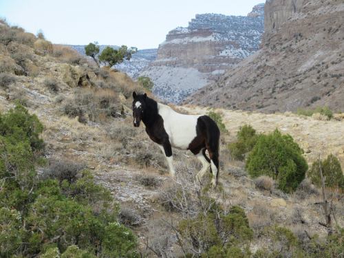 A black and white horse stands on a rocky hillside with sparse vegetation and mountains in the background.