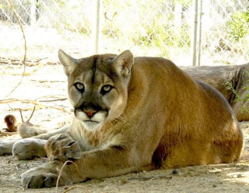A large, relaxed cougar lying on the ground, with a calm expression and green surroundings in the background.
