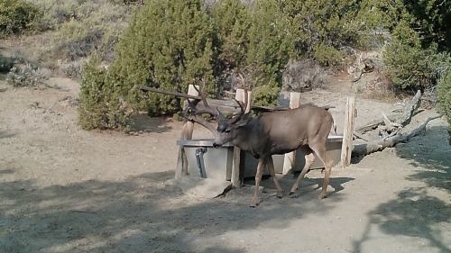 A deer walks near a water trough in a natural setting with shrubs and trees in the background.