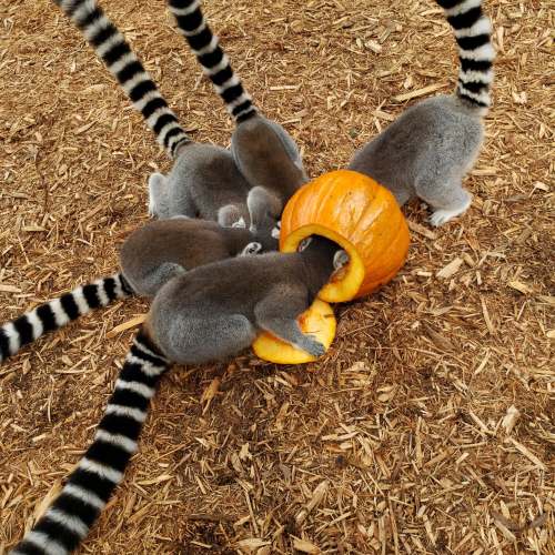 A group of lemurs with striped tails gather around a pumpkin, playfully exploring and eating from it.