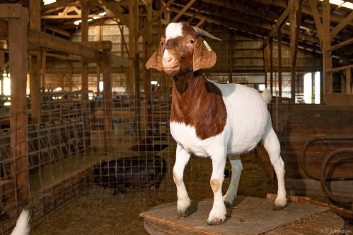 A brown and white goat stands on a wooden platform inside a barn, surrounded by rustic wooden structures.