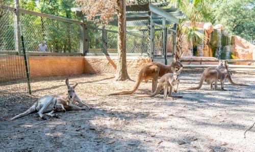 A group of kangaroos resting in a sunny enclosure with trees and a waterfall in the background.