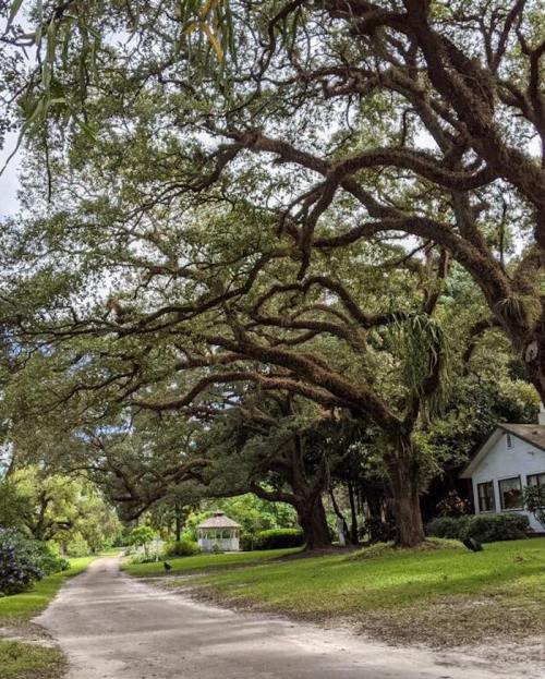 A serene pathway lined with large, sprawling trees and a small gazebo in a lush, green landscape.