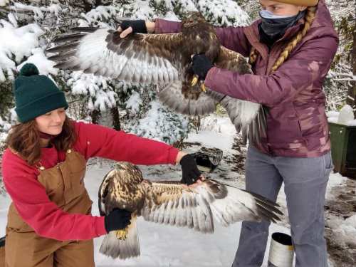 Two women in winter clothing hold and examine two large hawks in a snowy outdoor setting.