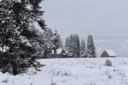 A snowy landscape featuring a rustic house and barn surrounded by tall evergreen trees.